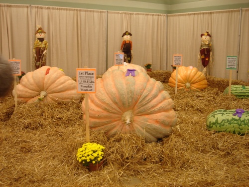 First place pumpkin for size (1119.5 pounds).
