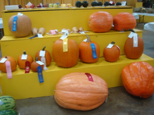 "Normal" pumpkins judged.
